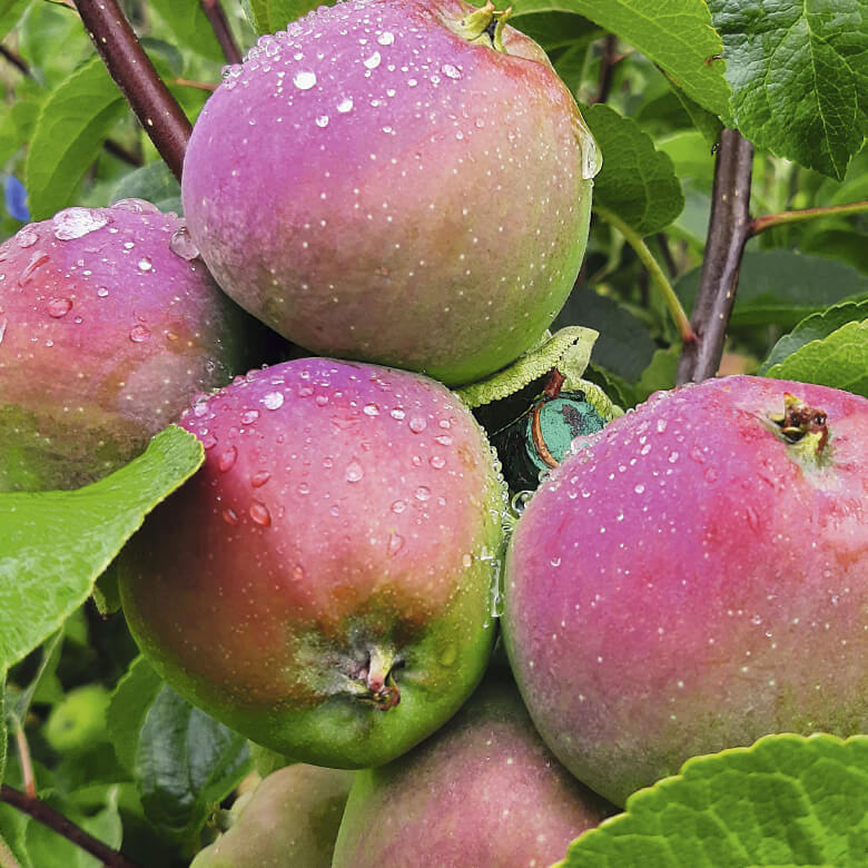 Защита садов Черноземья