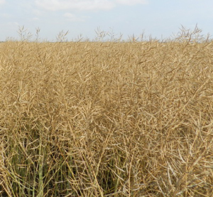 «Поле онлайн»: в борьбе с непогодой