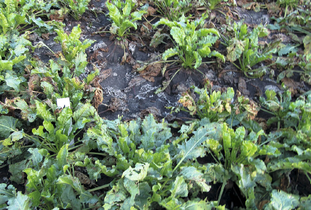 Как защитить сахарную свеклу от болезней?