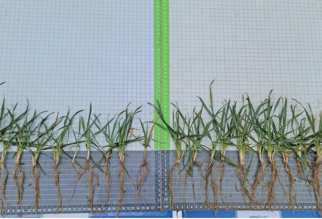 Байсайд — и можно сеять!