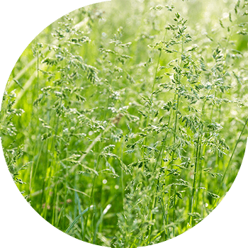 Мятлик однолетний