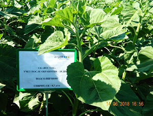 Болезни подсолнечника требуют внимания