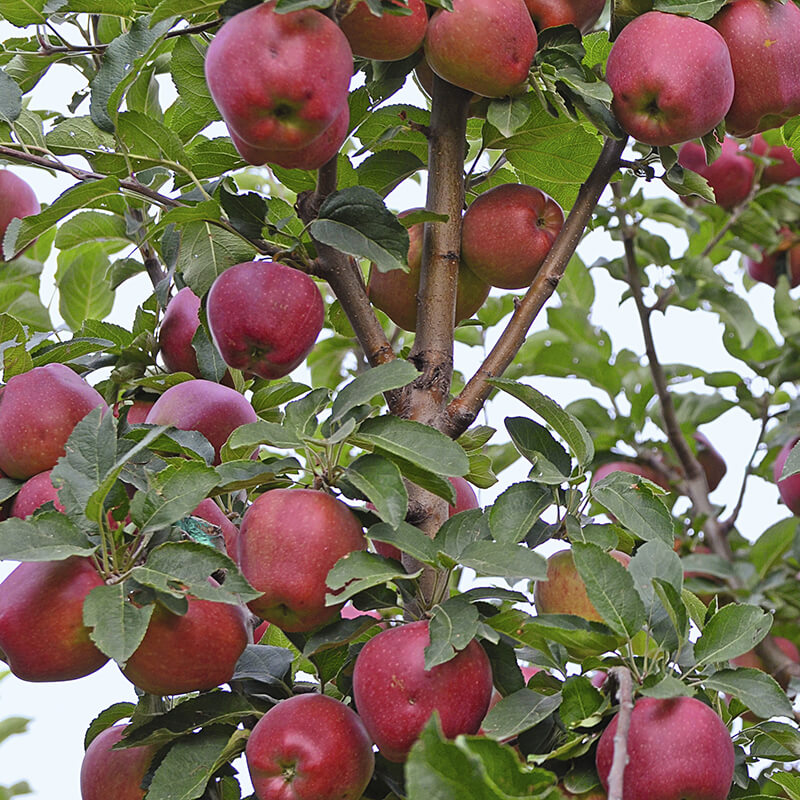 В саду и на поле