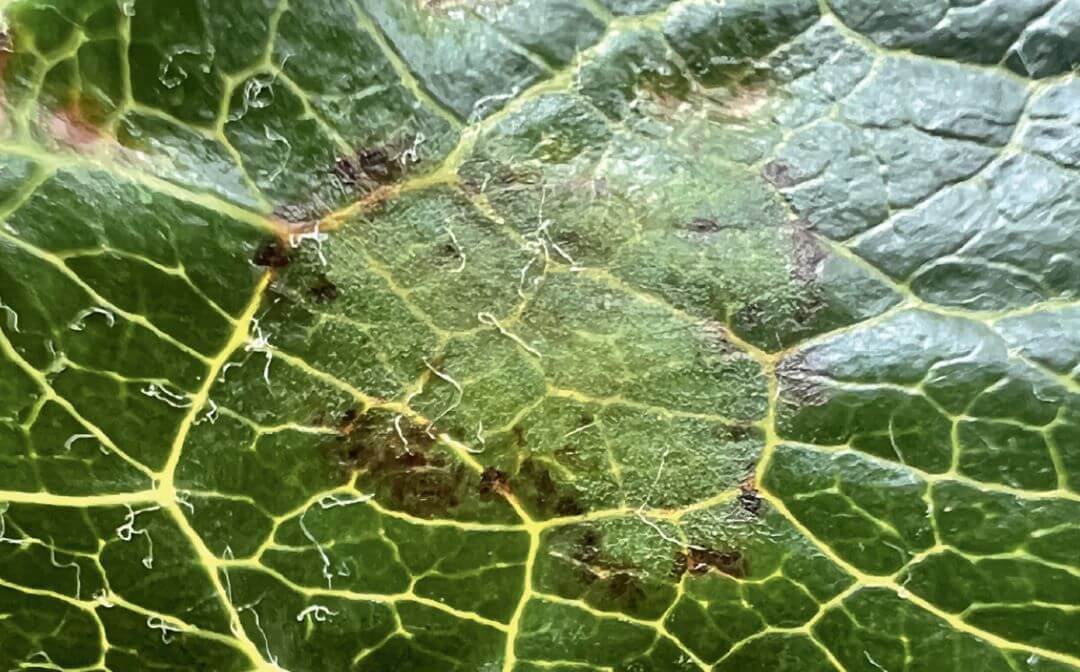 Сады под надежной защитой