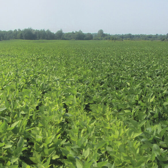 Борьба с болезнями сои