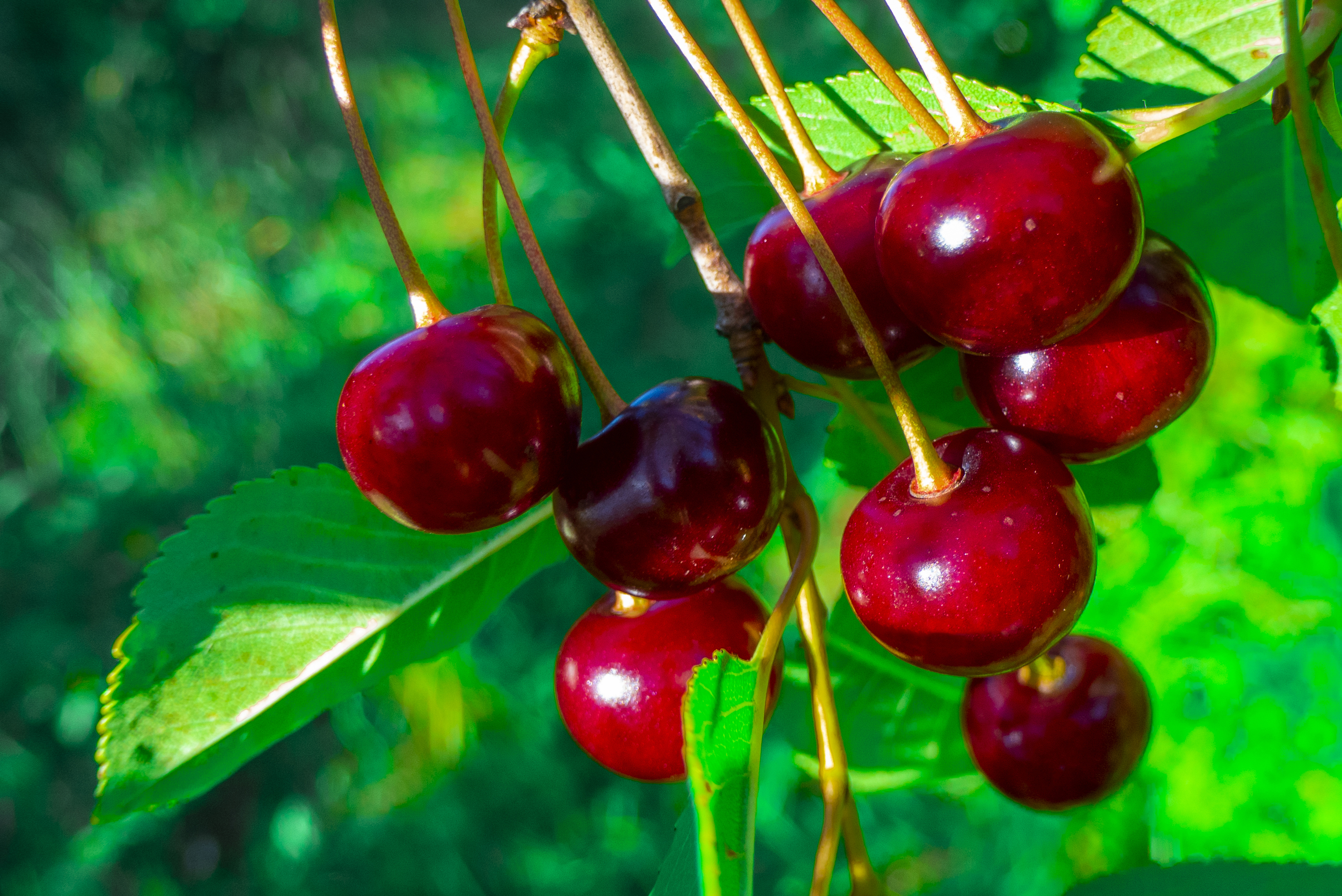 Вишня, черешня