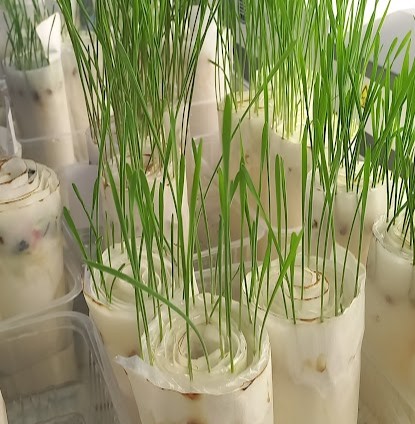 Протравители зерновой группы