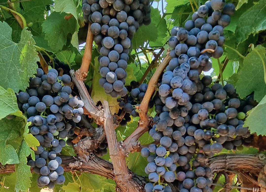 Против чешуекрылых