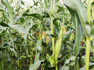 Кукуруза на Урале