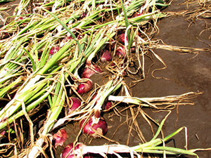 Как не нужно поливать