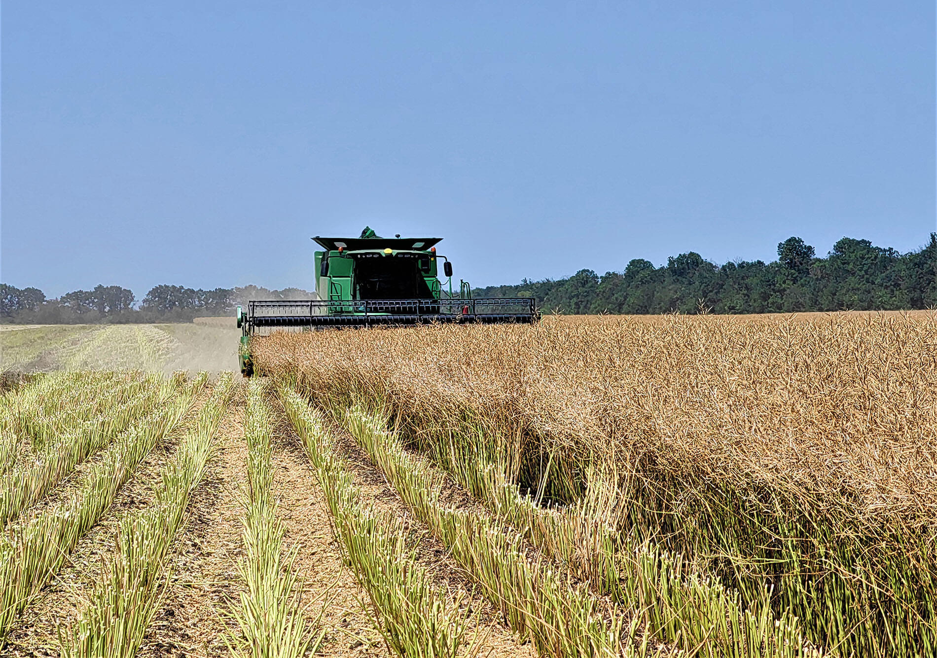 Грозит ли России дефицит пестицидов для сельского хозяйства?