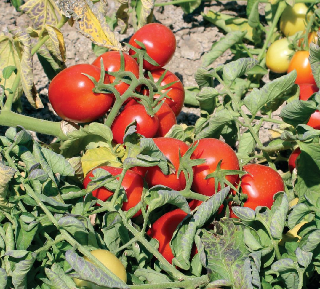 Без жуков и гусениц