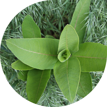 Ваточник сирийский