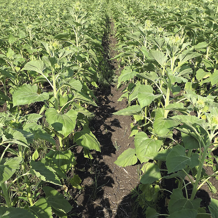 Химпрополка подсолнечника в интенсивных технологиях