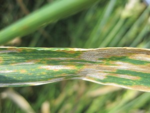 Июнь. Приготовьте фунгициды!