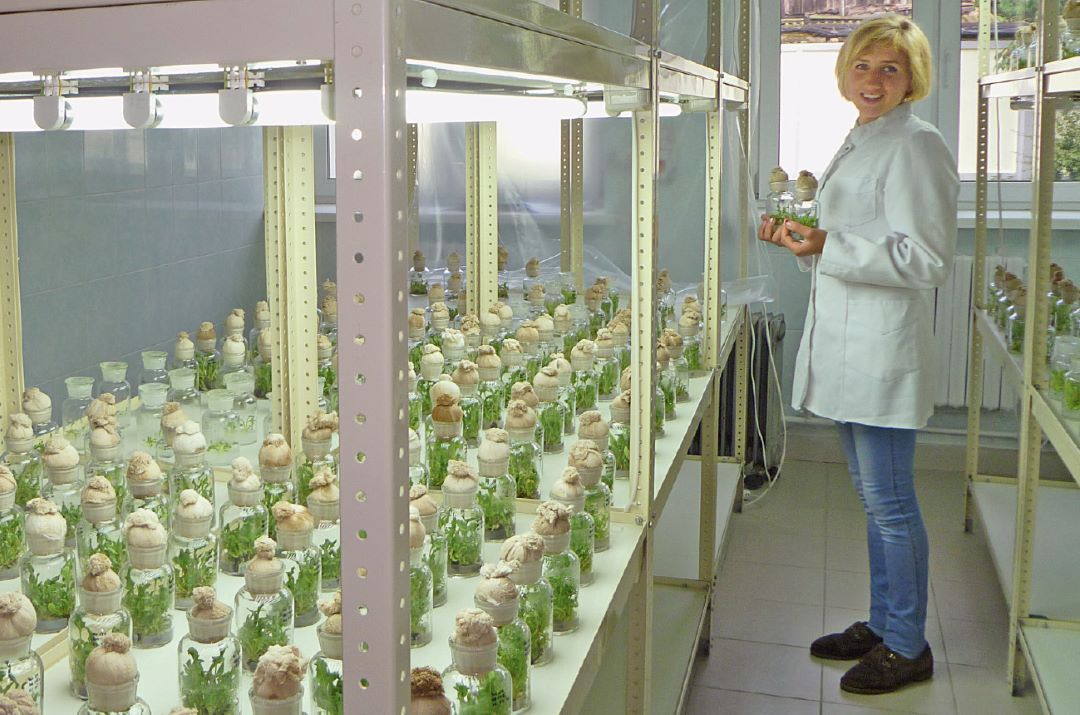 Свекловодство в Беларуси