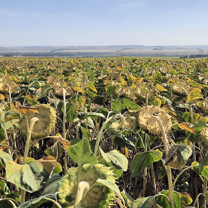 Одиссей и Мортира