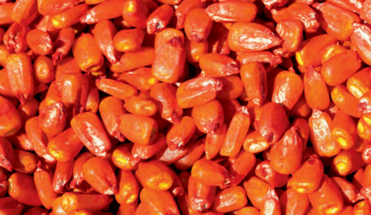 Кукуруза по&nbsp;ГОСТу