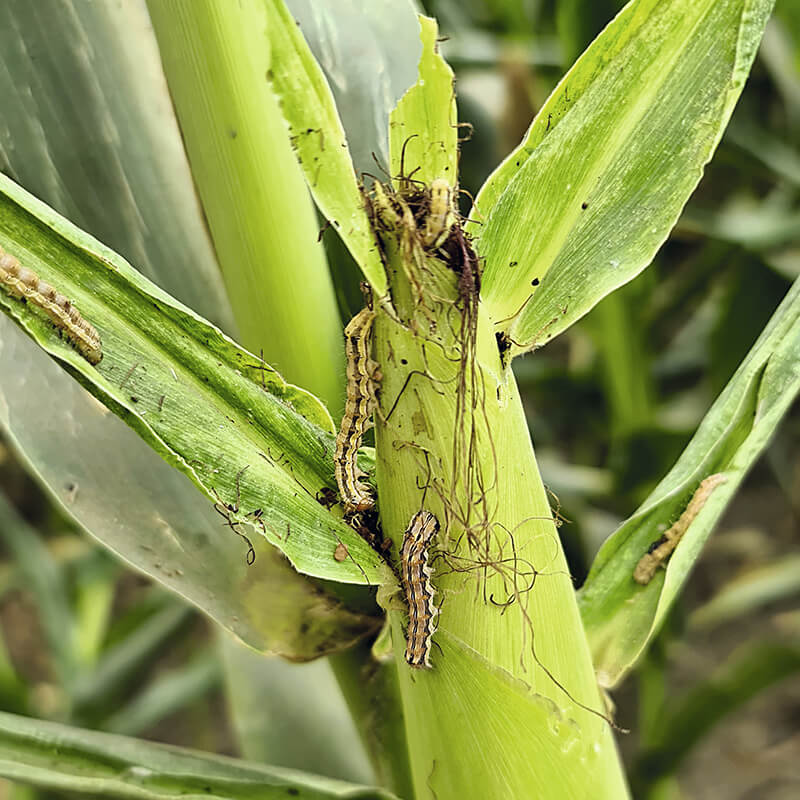 Новые инсектициды «Августа»