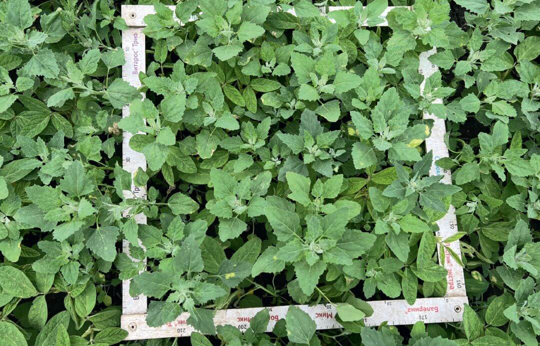 Проблемы на сое?..