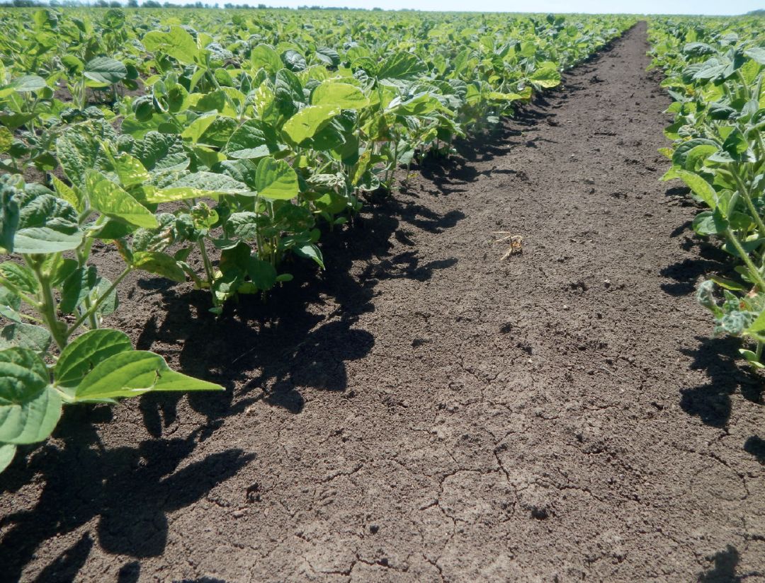 Сеете сою? Нужна Когорта®!