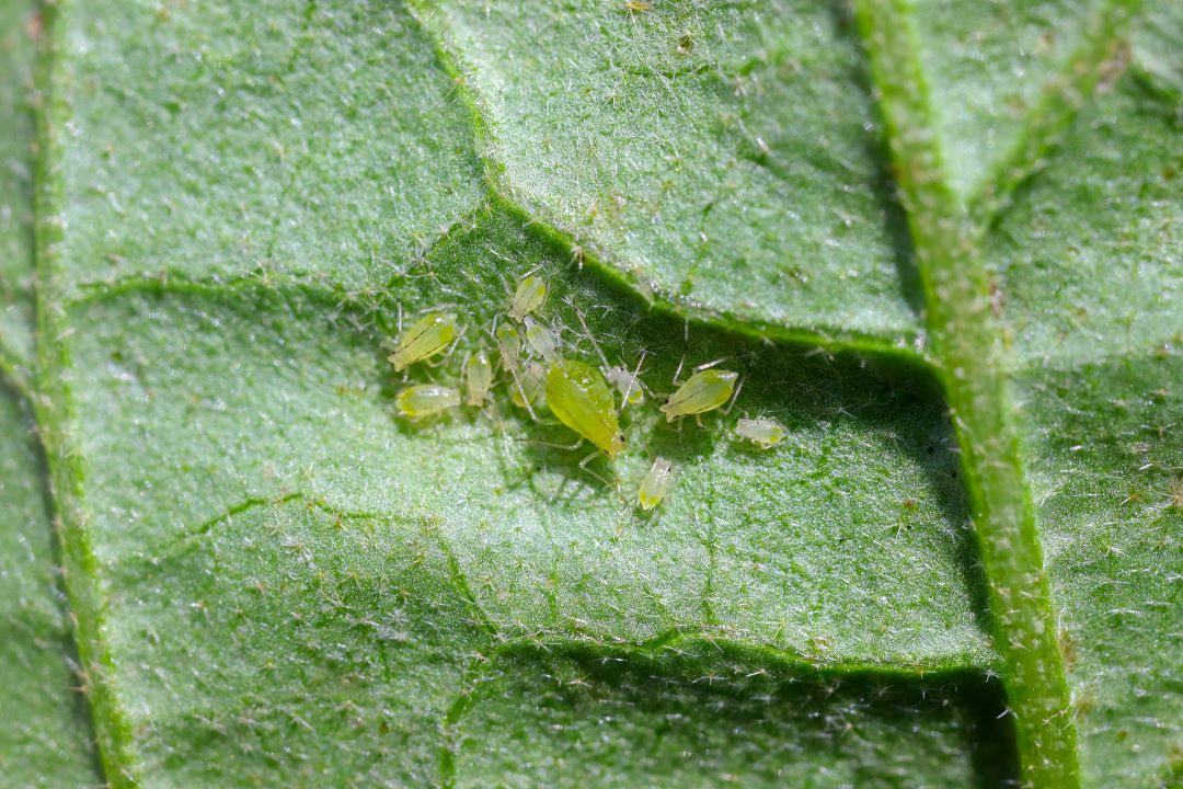 Тли (кәдімгі картоп тли, үлкен картоп тли)