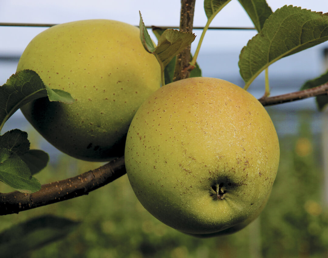 Суперинтенсивные яблоневые сады на Ставрополье