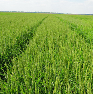 Как обуздать пирикуляриоз риса