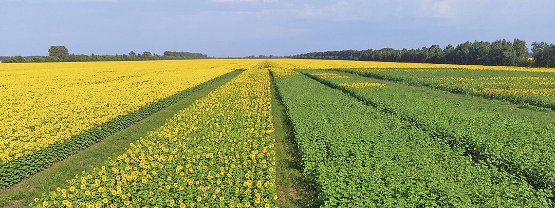 От семеноводства к селекции