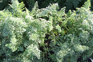 Внимание овощам и картофелю!