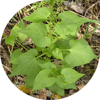 Гречишка вьюнковая