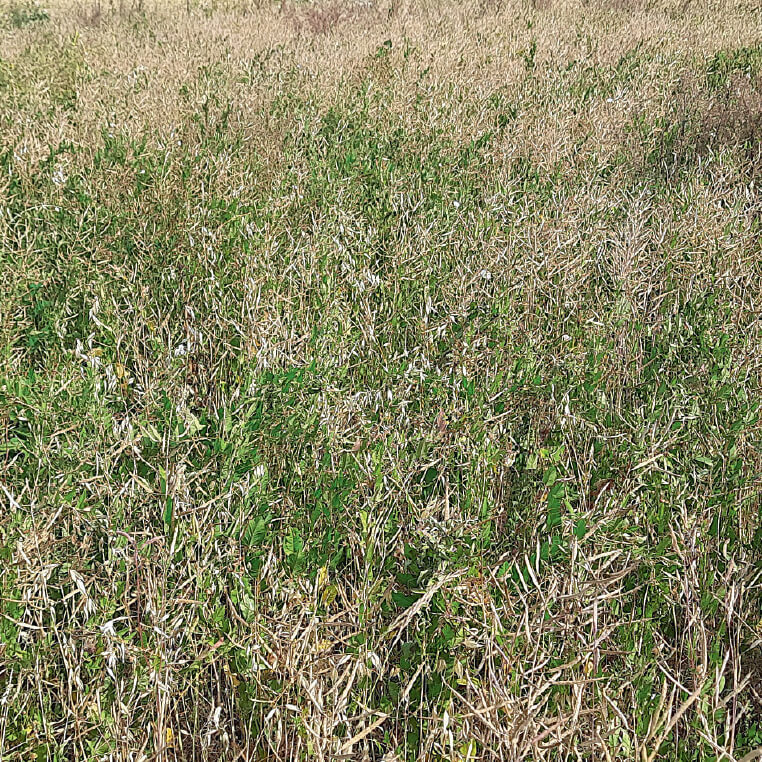 Сахара® высушит рапс