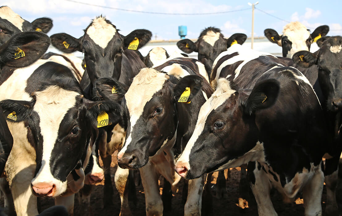 «Август-Лениногорск»