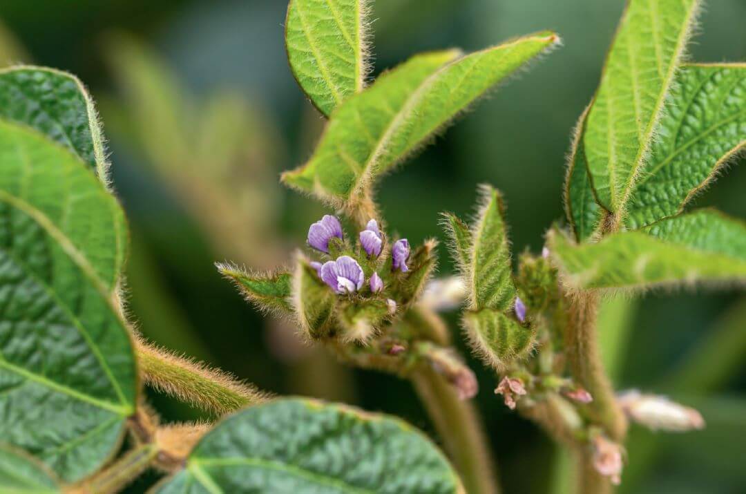 Фунгициды нового поколения для сои