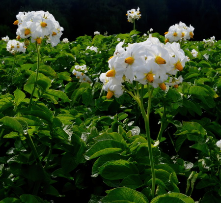 «Чипсовый» картофель в Волгоградской области