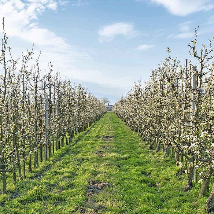 Как применять фунгициды в плодовом саду?