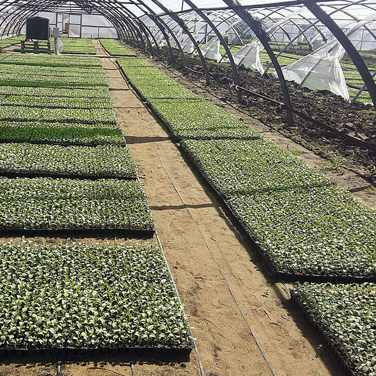 Как уберечь овощные растения от солнечных ожогов