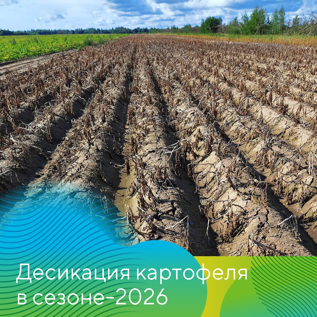 Рассказывает руководитель группы картофеля компании «Август» Александр Аниськов