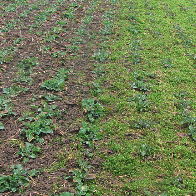 Осенняя прополка рапса