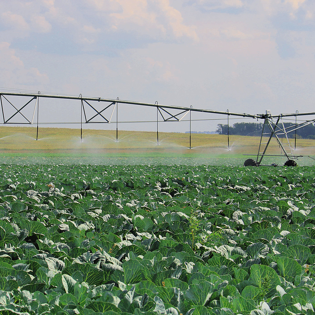 Овощи из Поволжья